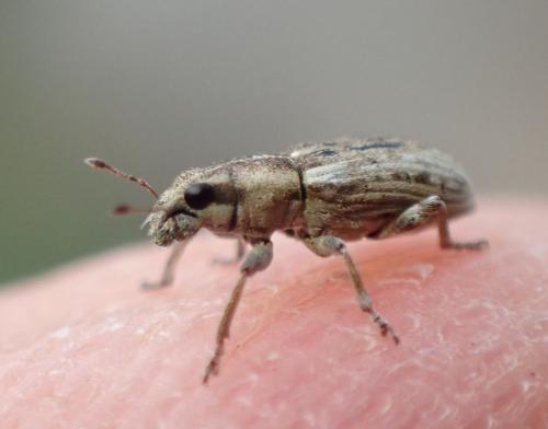 Sitona sp.